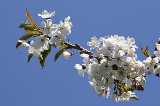 Detail of the full blown branch of sherry tree
