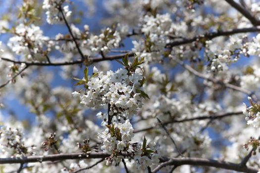Detail of blooming cherry branch