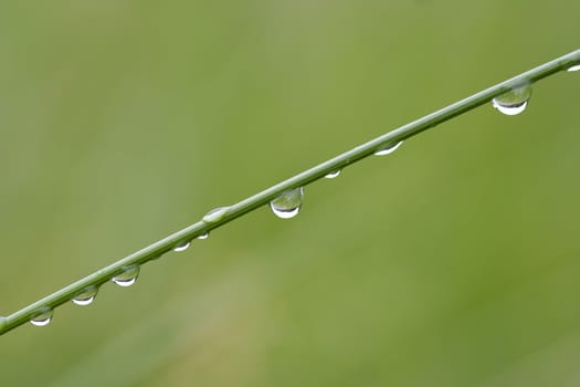Abstract macro - close-up of the dew drops