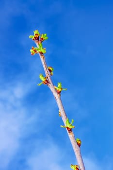 Young sweet cherries sprout from small leaves in the spring against the background of a blue sky