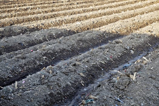 Landscape of diagonal furrows  an irrigated farm in Gujarat India