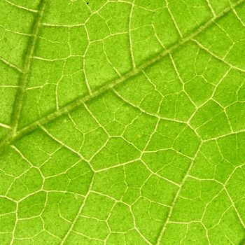 green leaf close up nature background
