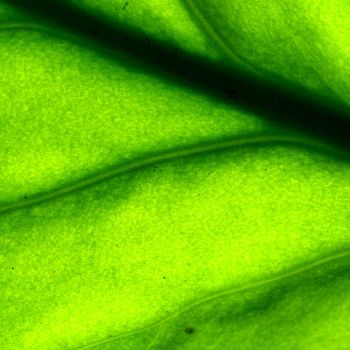 summer green leaf macro close up