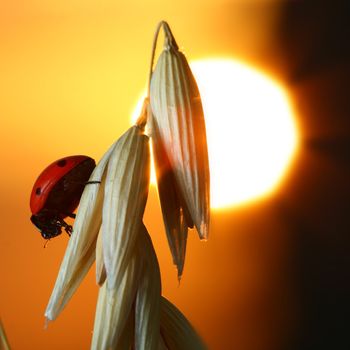sunrise red ladybug on wheat