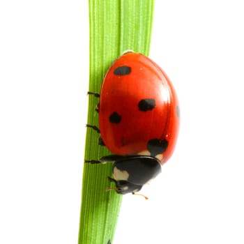red ladybug on green grass isolated