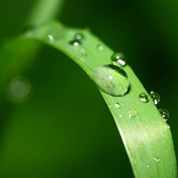 natural waterdrop on green leaf macro