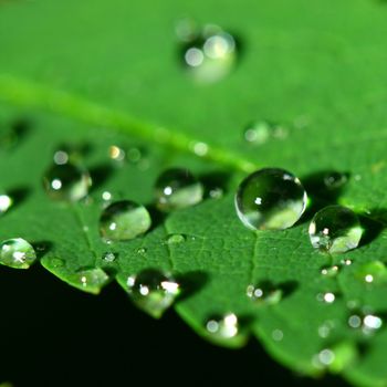 natural waterdrop on green leaf macro