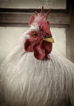Vintage portret of a white rooster