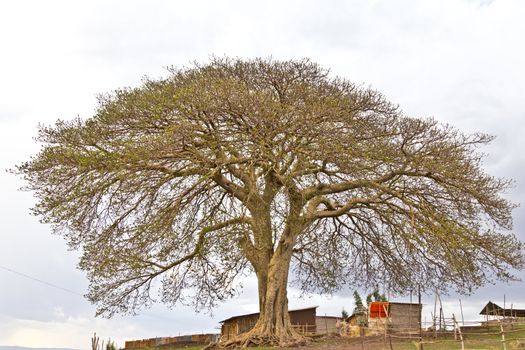 A big tree towering over the small village huts