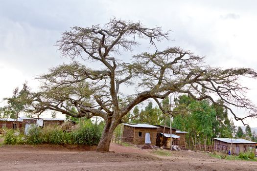 A big tree towering over the small village huts