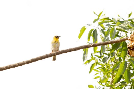 A beautiful small yellow throated seedeater sitting on a twig