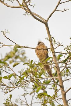 A beautiful long tailed Speckled Mousebird sitting on a thin twig