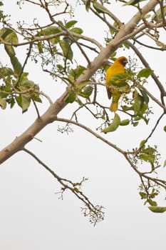 A beautiful yellow bird sitting on a thin twig