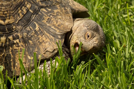 A turtle with it's mouth wide open about to eat grass