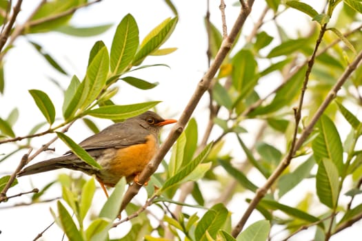 Beautilful bird with orange beak on a tree