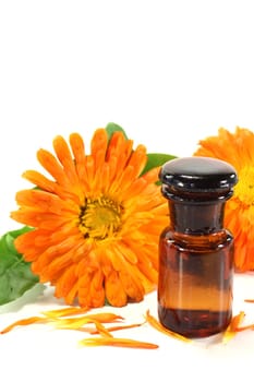 Calendula tincture and fresh flowers on a white background