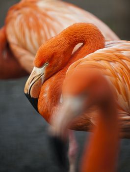 Three flamingos