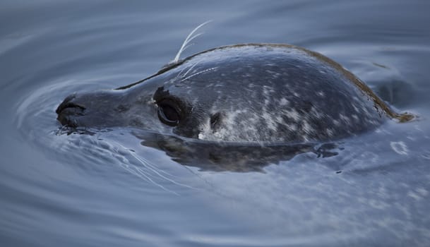 Seal in water