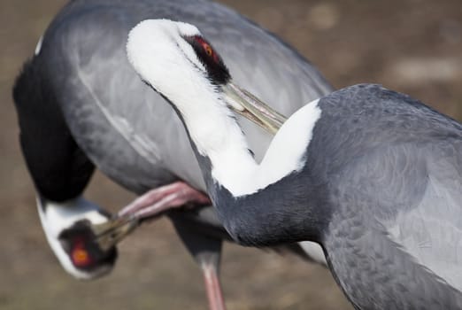 A pair of white neck cranes