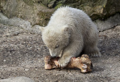 Little polar bear with a bone