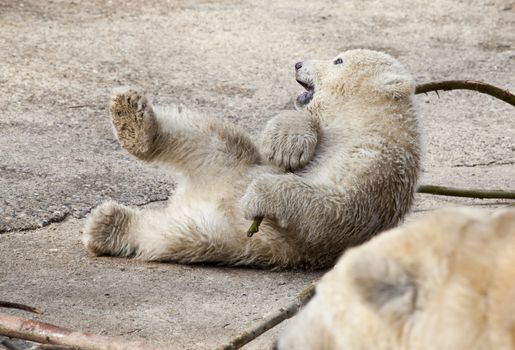 Playing Polar bear