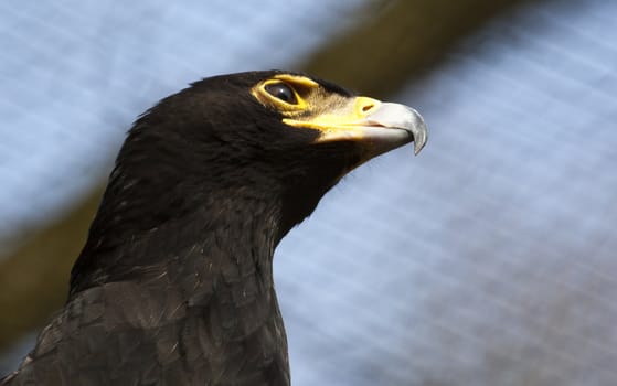 a black eagle
