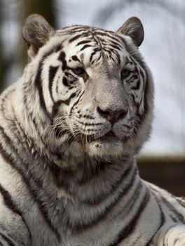 white Tiger