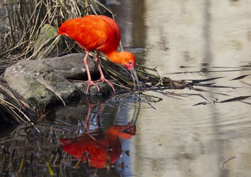 Scarlet red ibis