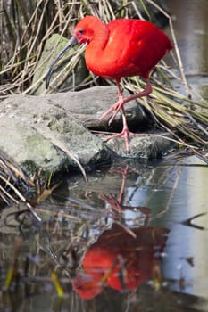 Scarlet red ibis