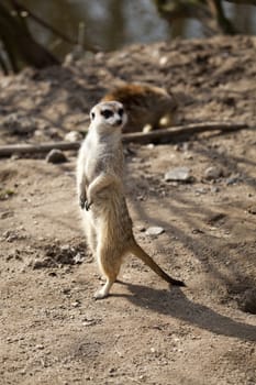 Alert meerkat