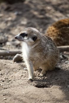 Alert meerkat