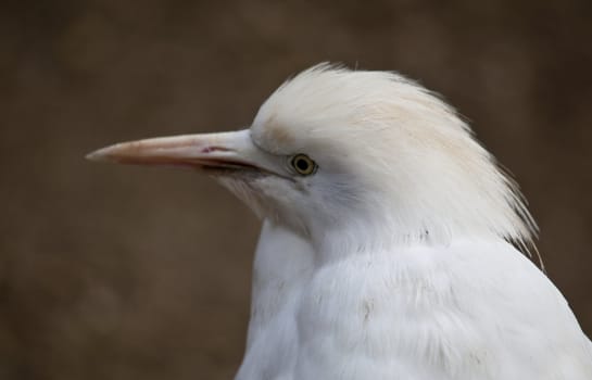 Heron portrait