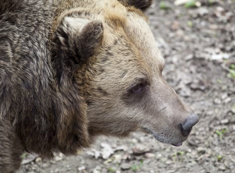 Brown bear close up