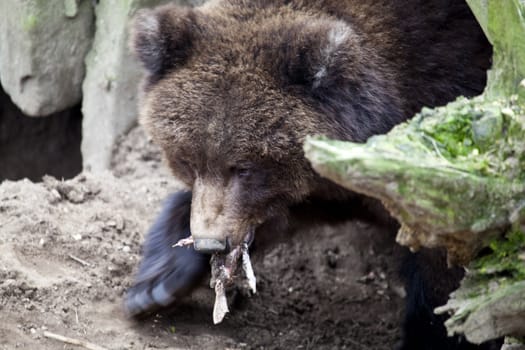 Brown Bear eating