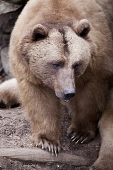 Brown bear close up