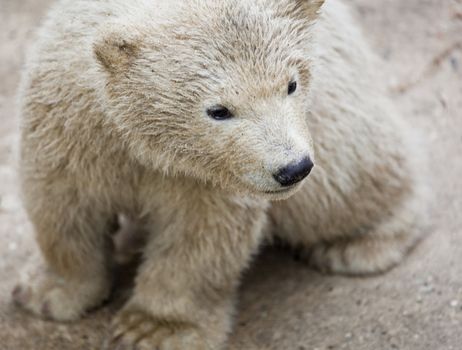 cute polar bear