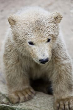 cute polar bear