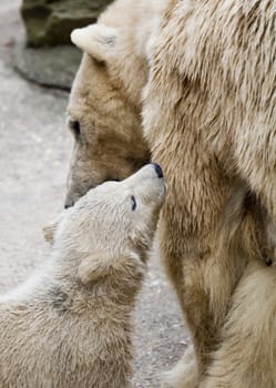 cute polar bear with mother