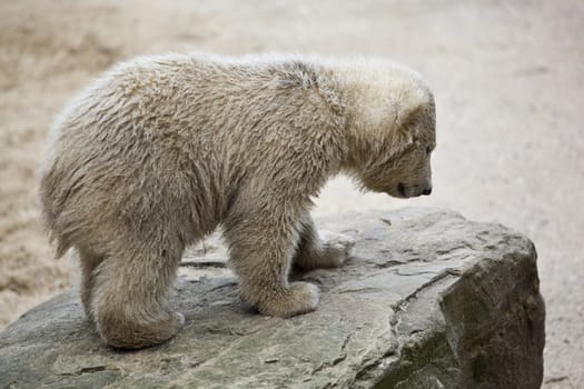 cute polar bear