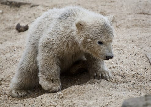 cute polar bear