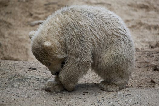 cute polar bear