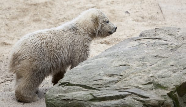 cute polar bear