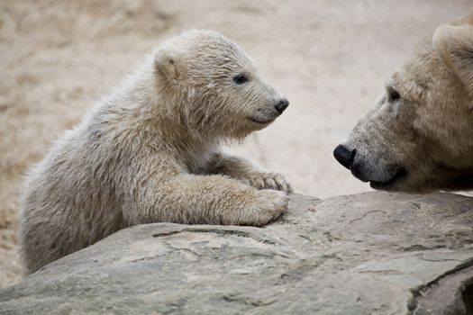 cute polar bear with mother