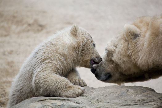 cute polar bear with mother