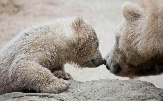 cute polar bear with mother