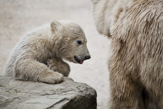 cute polar bear with mother