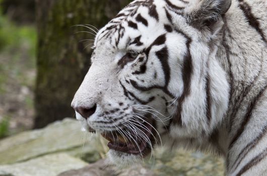 white Tiger close up