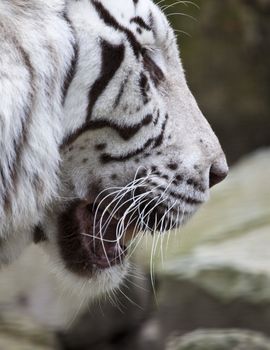 white Tiger