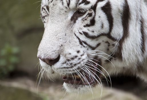 white Tiger