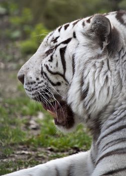 Lazy white Tiger